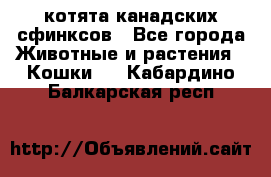 котята канадских сфинксов - Все города Животные и растения » Кошки   . Кабардино-Балкарская респ.